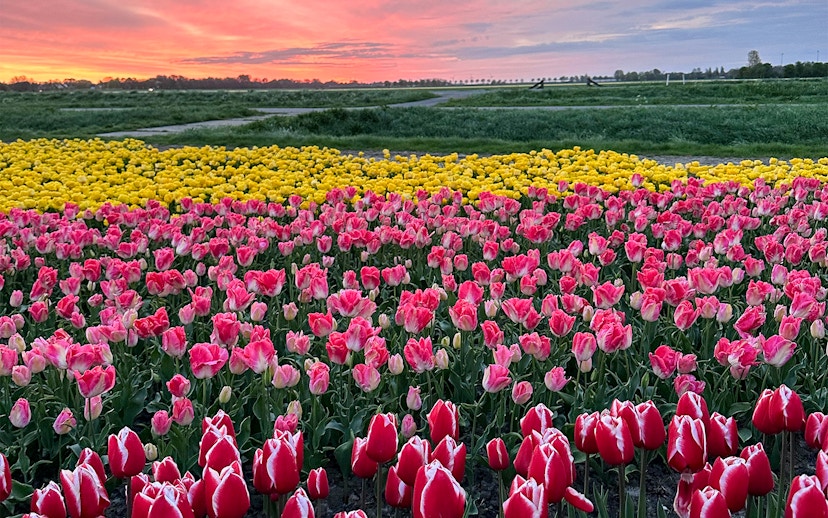 Tulip fields in Amsterdam at sunset, featuring vibrant red and yellow blooms.