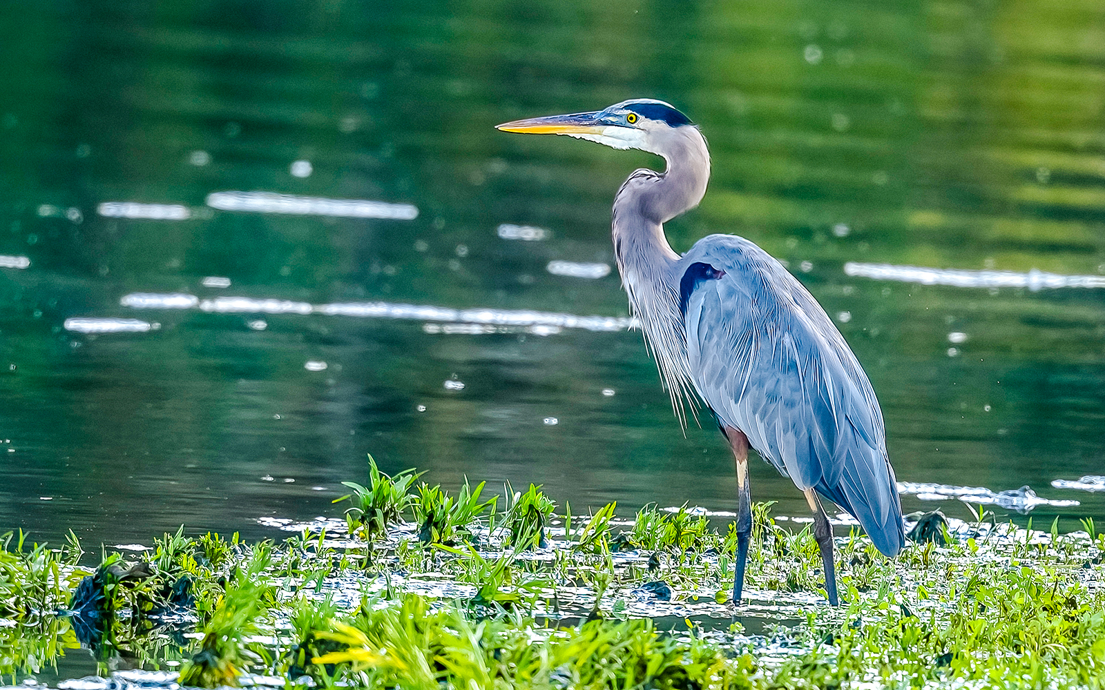 Great Blue Heron standing in water at Everglades Holiday Park.