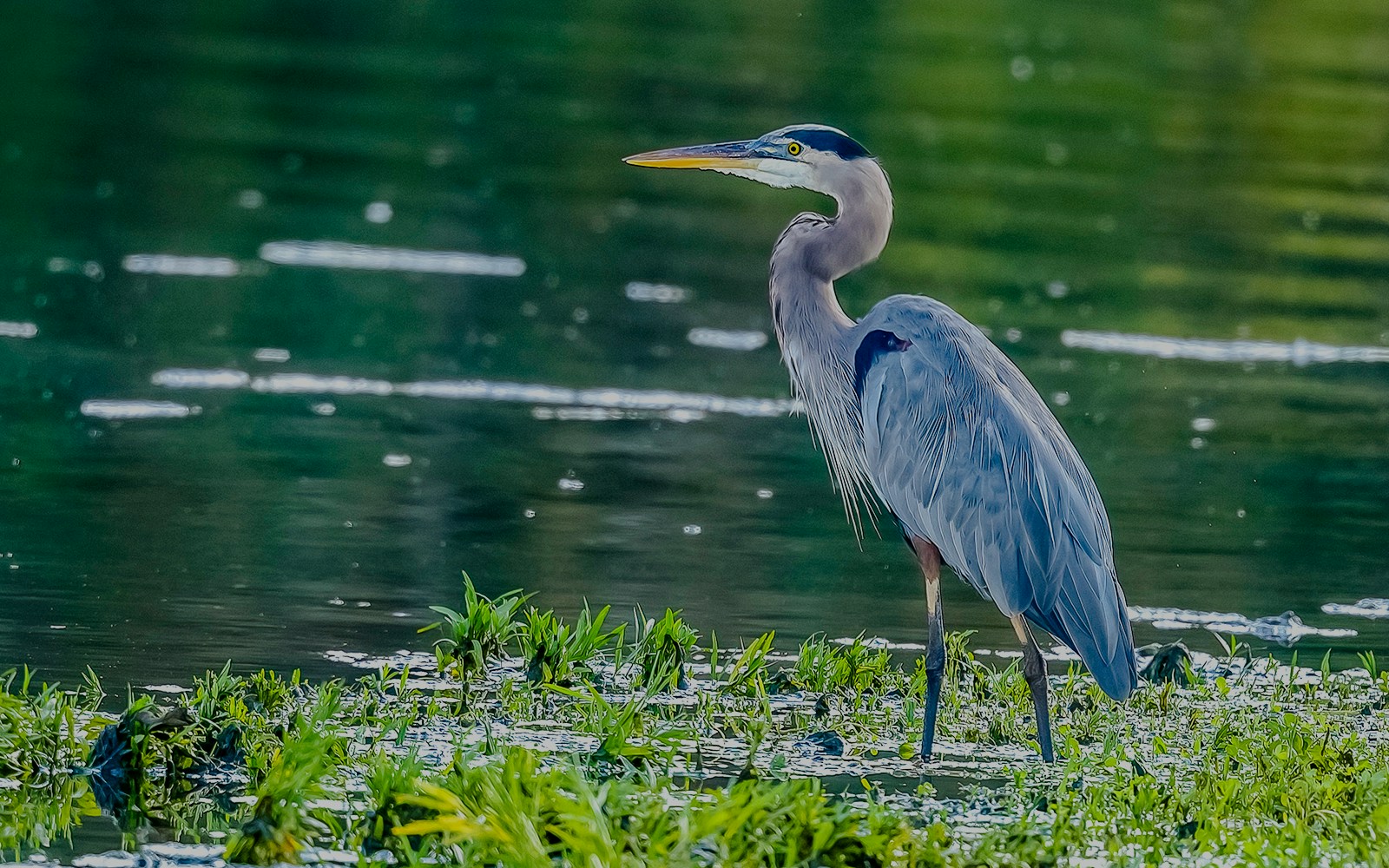 Great Blue Heron standing in water at Everglades Holiday Park.