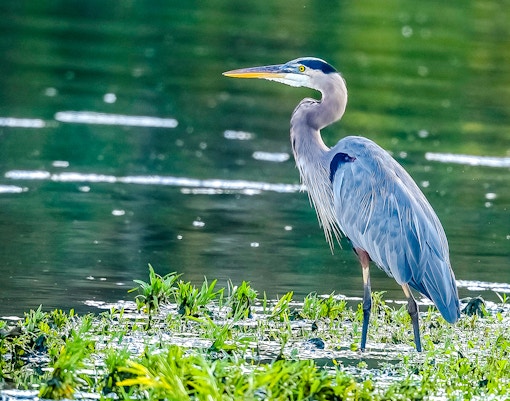 Great Blue Heron standing in water at Everglades Holiday Park.