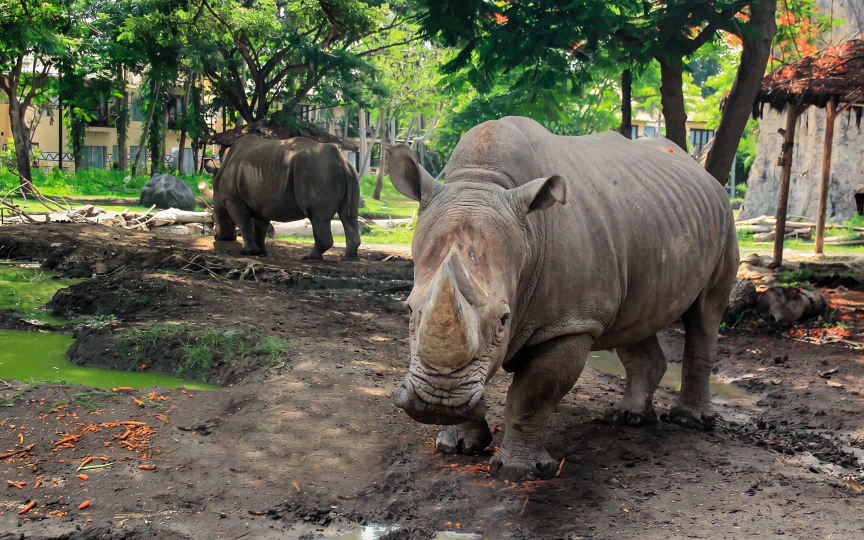 Rhinos in a lush habitat at Taman Safari Bali.
