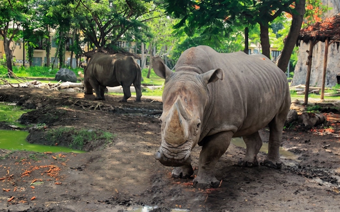 Rhinos in a lush habitat at Taman Safari Bali.