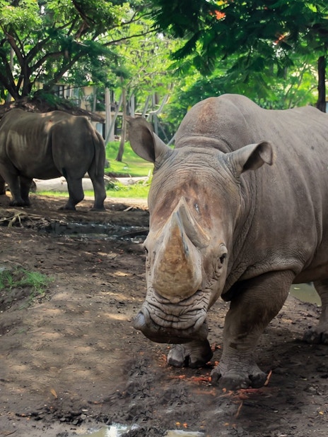 Rhinos in a lush habitat at Taman Safari Bali.
