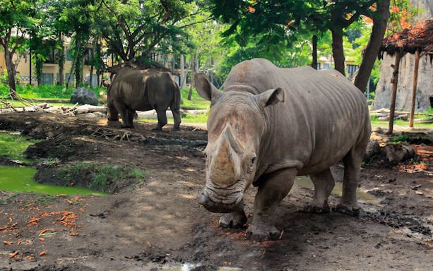 Rhinos in a lush habitat at Taman Safari Bali.