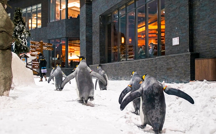 Penguins walking in snow at Ski Dubai Penguin Encounter.