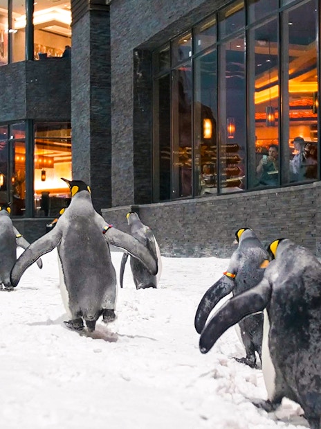 Penguins walking in snow at Ski Dubai Penguin Encounter.