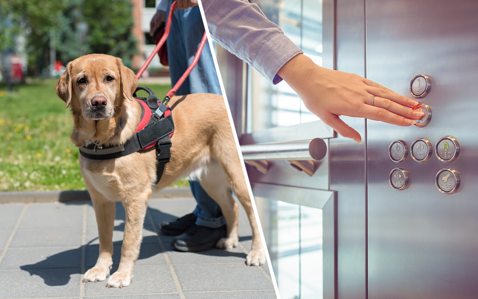 Guide dog assisting a blind man outdoors; hand pressing elevator button.