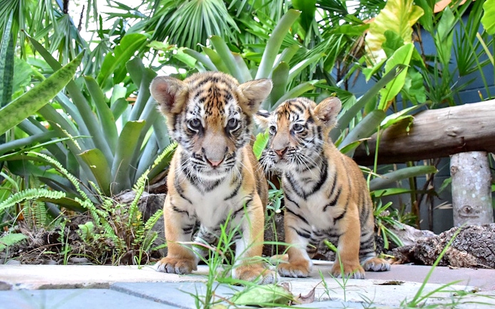 Small tigers at Tiger Park Phuket surrounded by lush greenery.