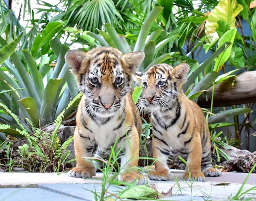 Tiger Park Phuket Tickets