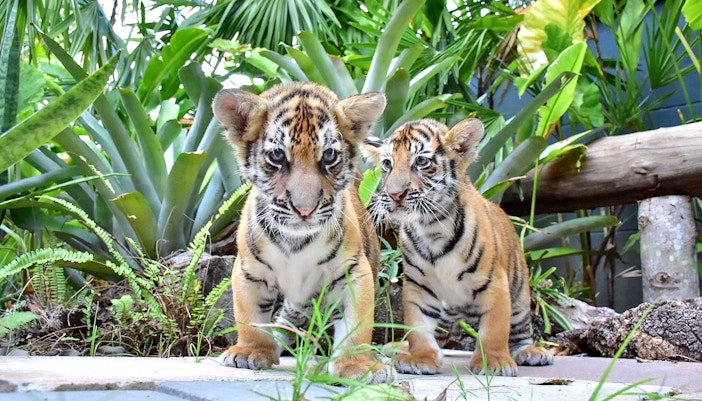 Small tiger resting on a wooden platform at Tiger Park Phuket, Thailand.