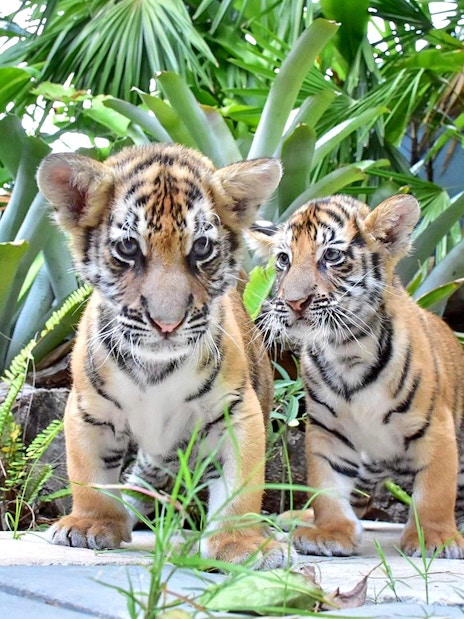 Small tigers at Tiger Park Phuket surrounded by lush greenery.
