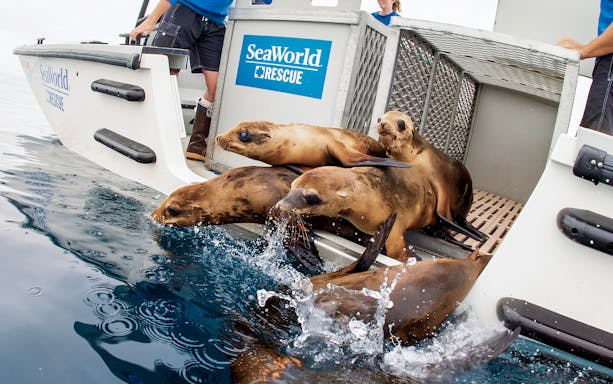 Sea lions being released from a SeaWorld Rescue boat into the ocean, San Diego CityPASS®.