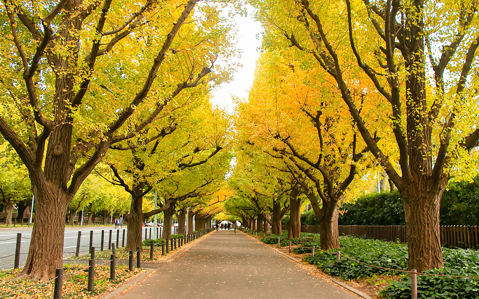 Meiji Jingu Gaien Ginkgo Avenue
