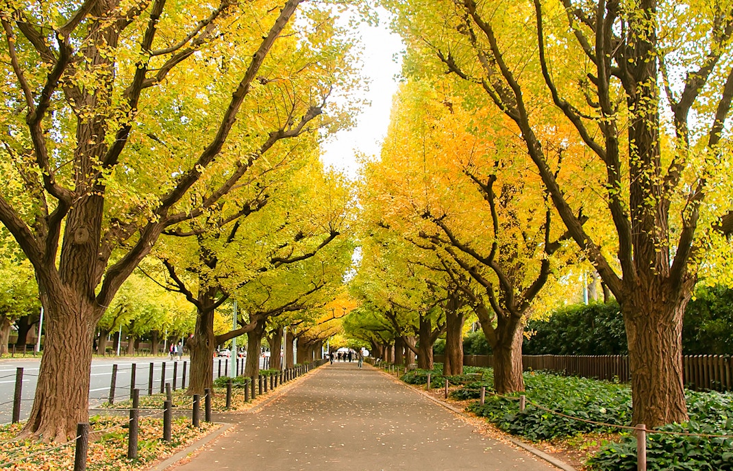 Meiji Jingu Gaien Ginkgo Avenue