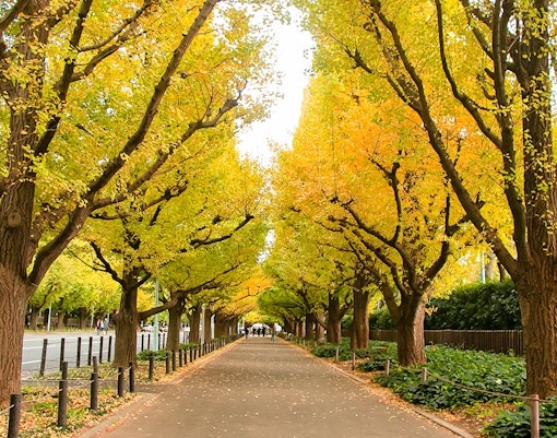 ginkgo avenue at Meiji Jingu Gaien
