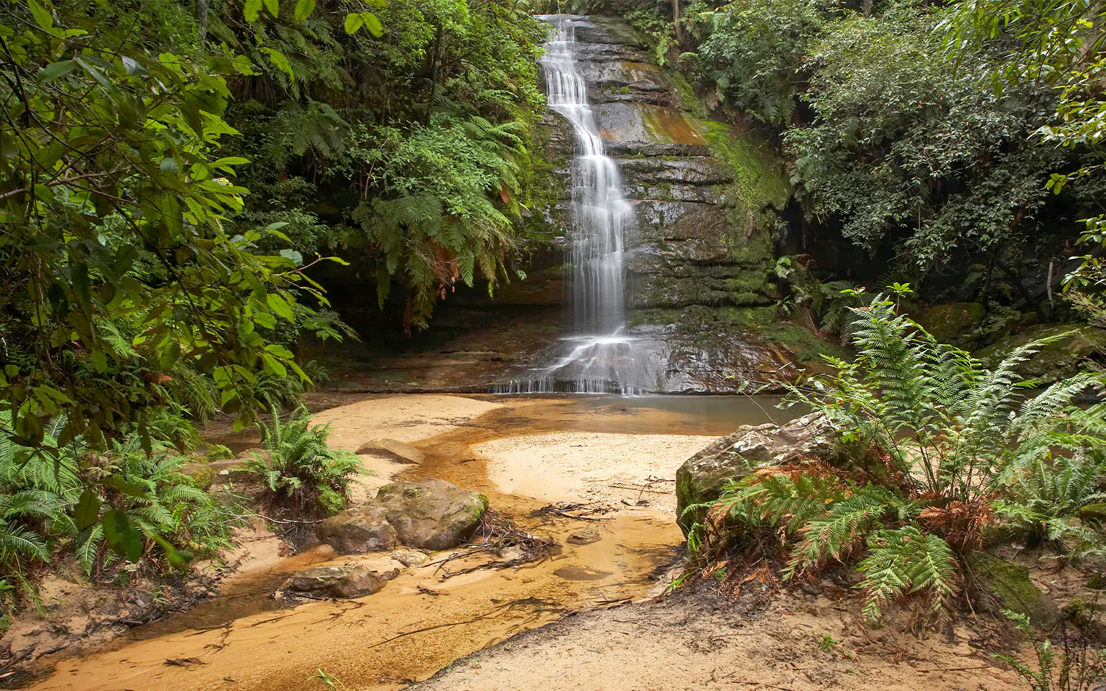 Lyrebird Dell
