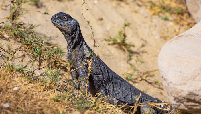 billet zoo Schönbrunn