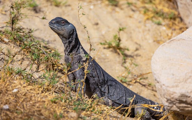 Dabb lizard in the sandy desert of Abu Dhabi among sparse vegetation.