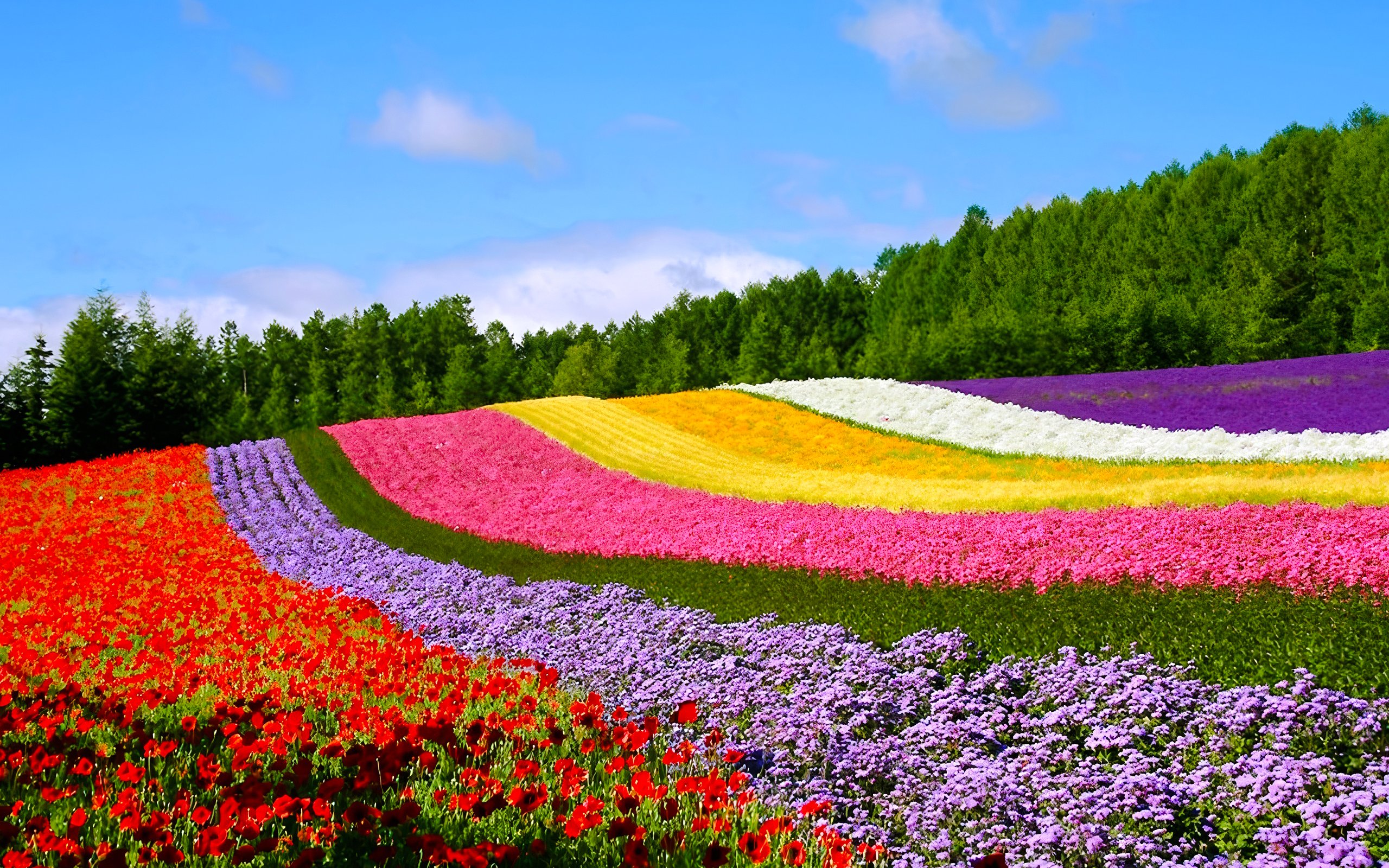 Flower fields with colorful blooms in Hokkaido, Japan.