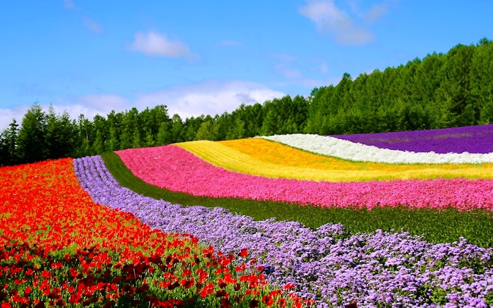 Flower fields with colorful blooms in Hokkaido, Japan.