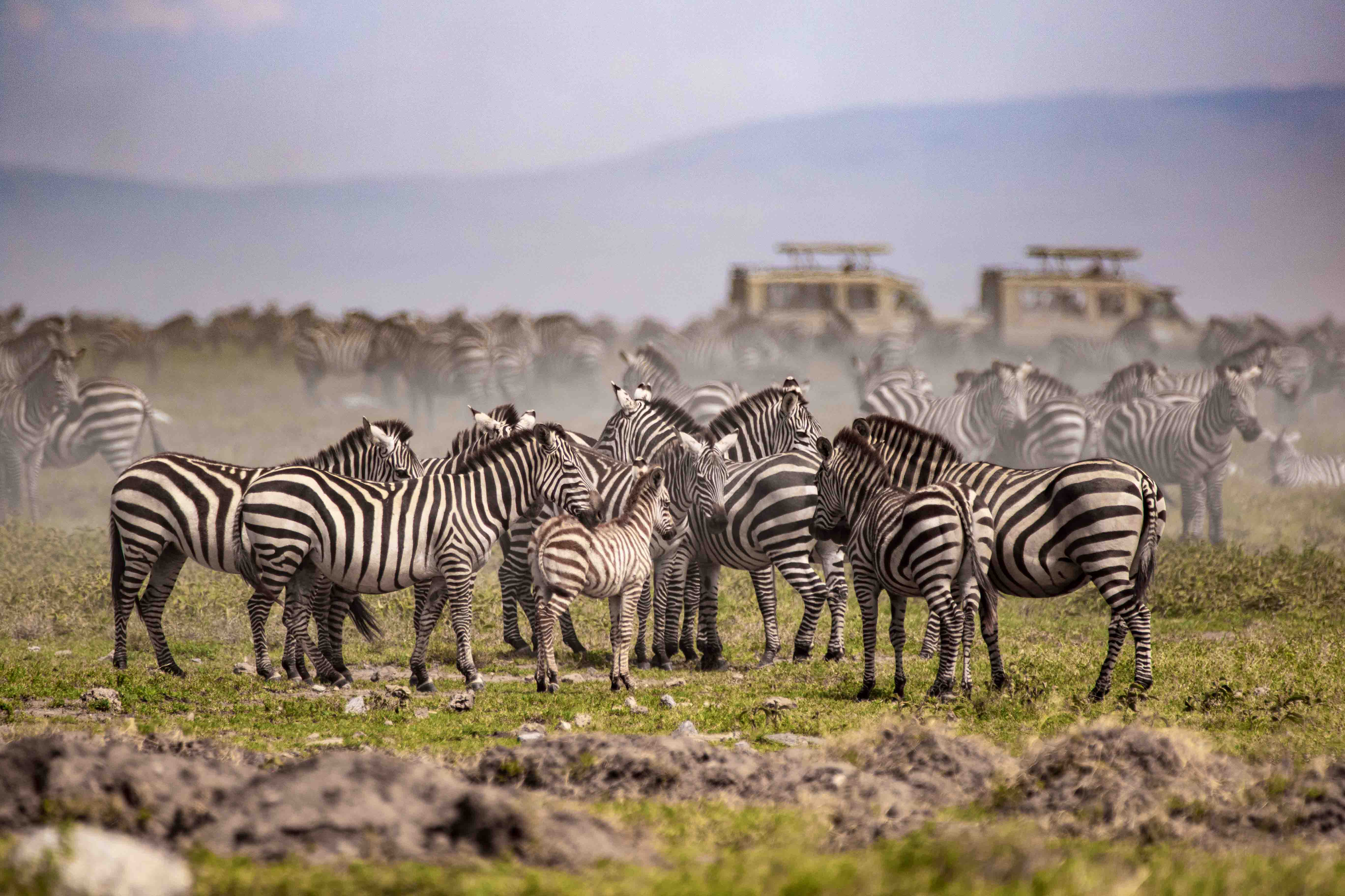 Serengeti Migration