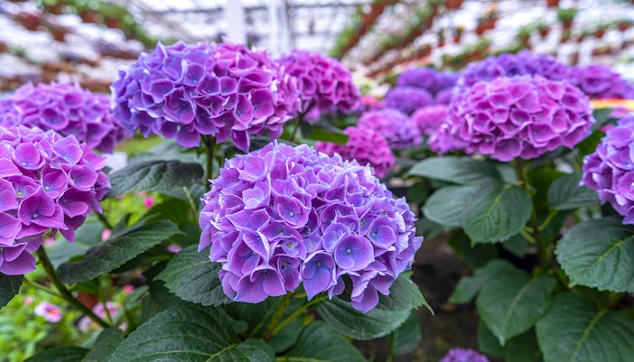 Niagara Falls Canada