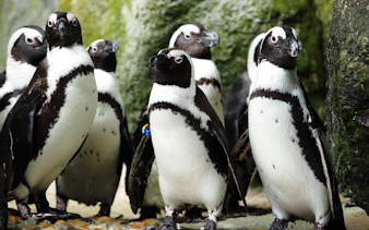 from cape town: private transfers, shark cage diving in gansbaai, and stony point penguin colony tour-1