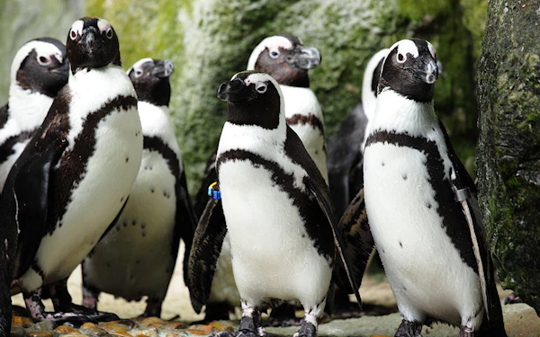 From Cape Town: Private Transfers, Shark Cage Diving in Gansbaai, and Stony Point Penguin Colony Tour