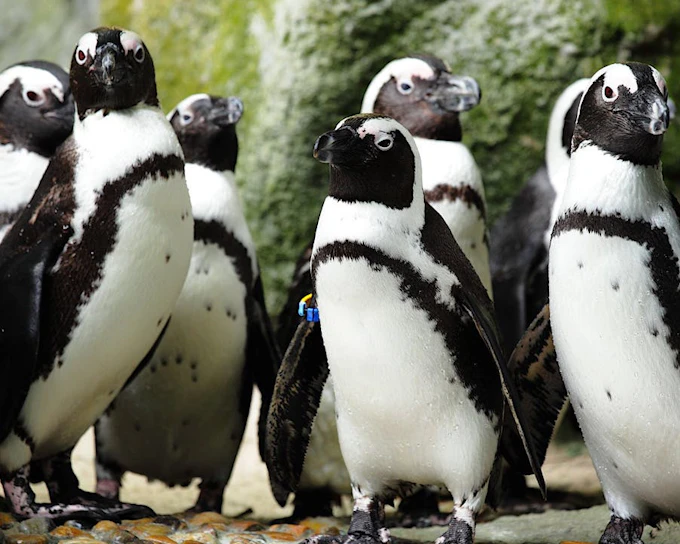 From Cape Town: Private Transfers, Shark Cage Diving in Gansbaai, and Stony Point Penguin Colony Tour