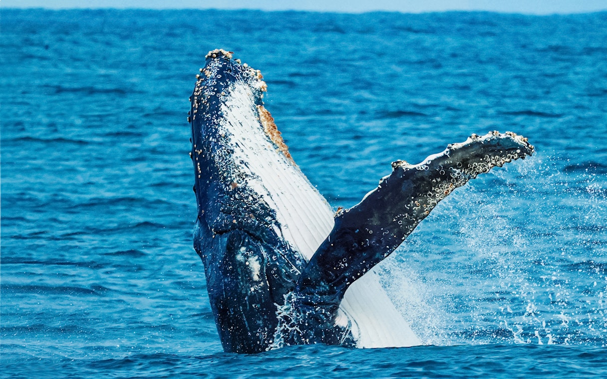 Humpback whale breaching during a whale watching cruise in Augusta.