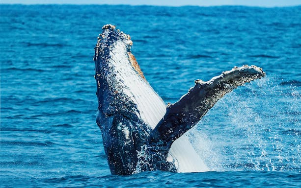Humpback whale breaching during a whale watching cruise in Augusta.