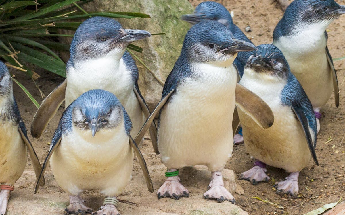 guided tour of healesville sanctuary & phillip island wildlife park with transfers-7 guided tour of healesville sanctuary & phillip island wildlife park with transfers-7