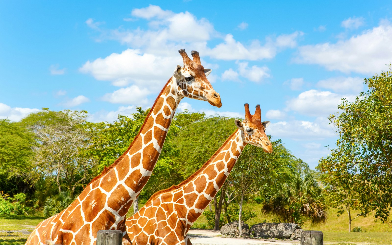 Giraffes at Sriayuthaya Lion Park zoo with trees and blue sky.