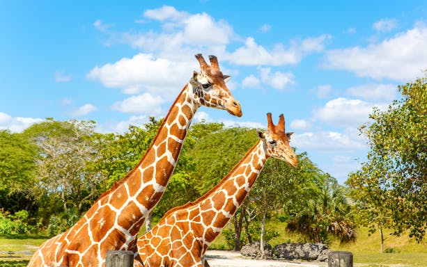 Giraffes at Sriayuthaya Lion Park zoo with trees and blue sky.