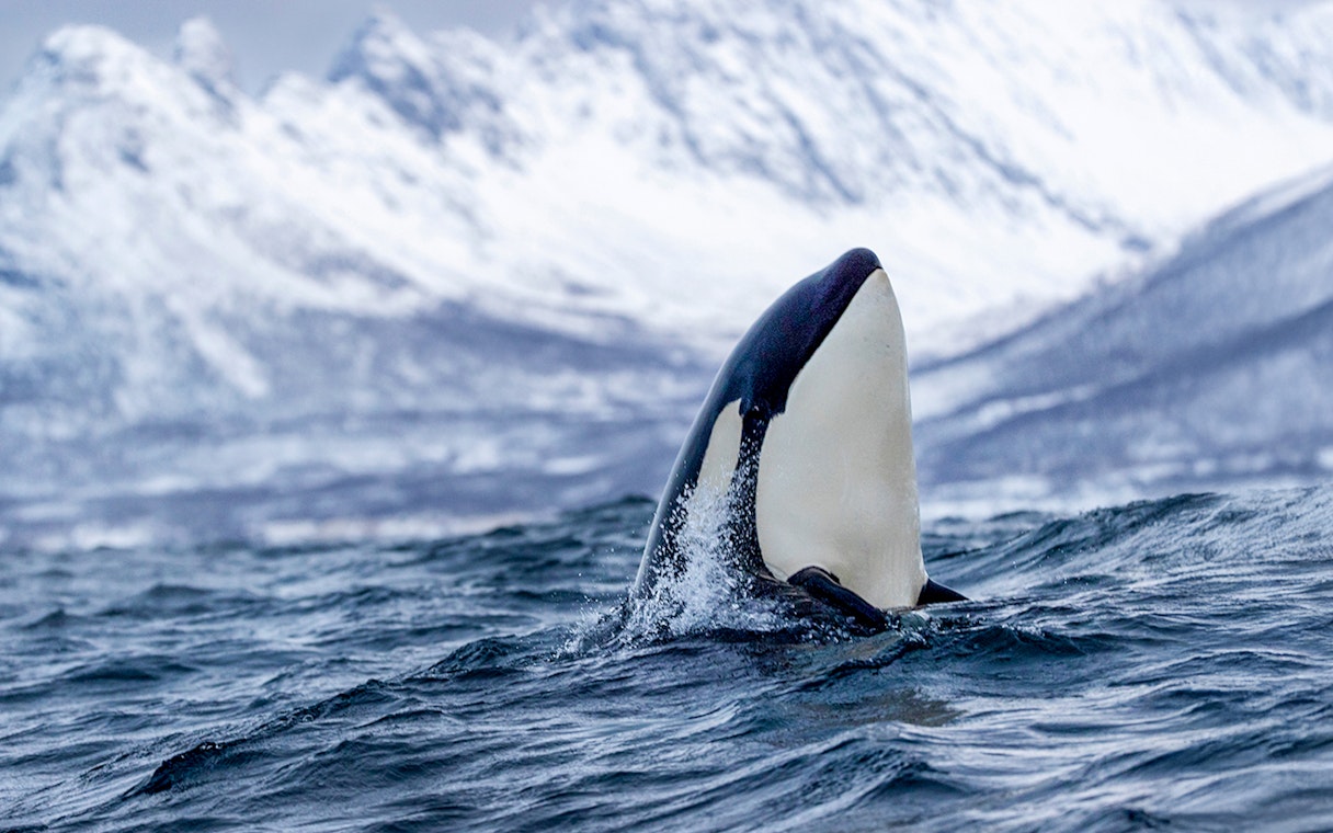 Orca surfacing in Arctic waters with snowy mountains near Tromsø, Norway.