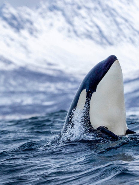 Orca surfacing in Arctic waters with snowy mountains near Tromsø, Norway.