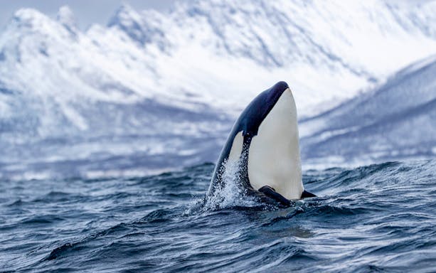 Orca surfacing in Arctic waters with snowy mountains near Tromsø, Norway.