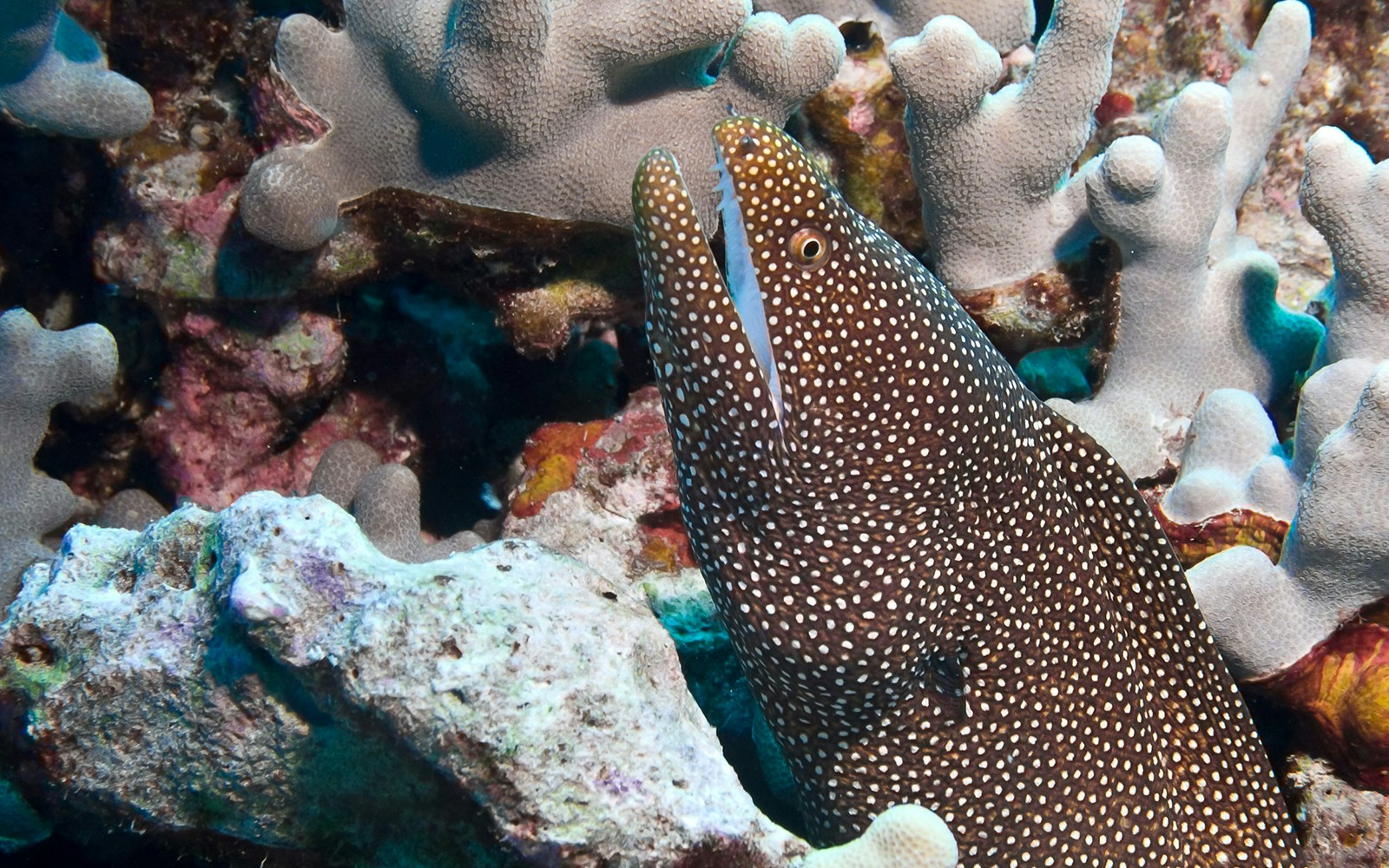 Spotted moray eel among coral reef.
