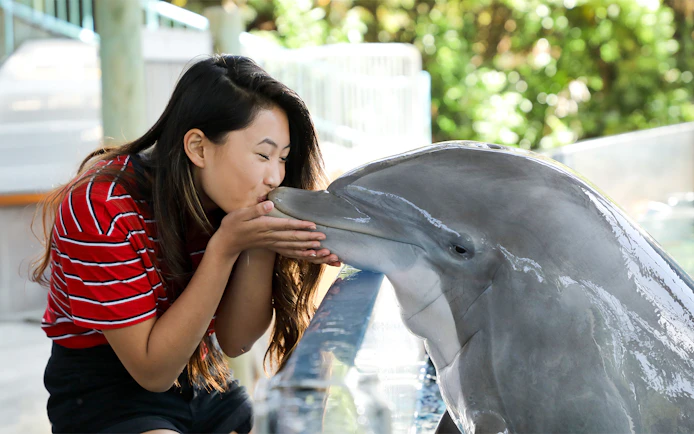 Person interacting with a dolphin at Dolphin Discovery, Six Flags Discovery Kingdom, California.