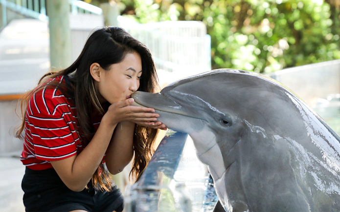 Person interacting with a dolphin at Dolphin Discovery, Six Flags Discovery Kingdom, California.