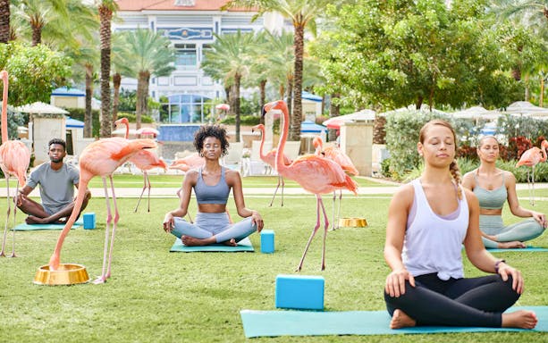 Yoga session with flamingos at Baha Mar Waterpark, Nassau, Bahamas.