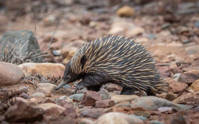 Echidna walking on rocky terrain at Phillip Island Nature Parks.