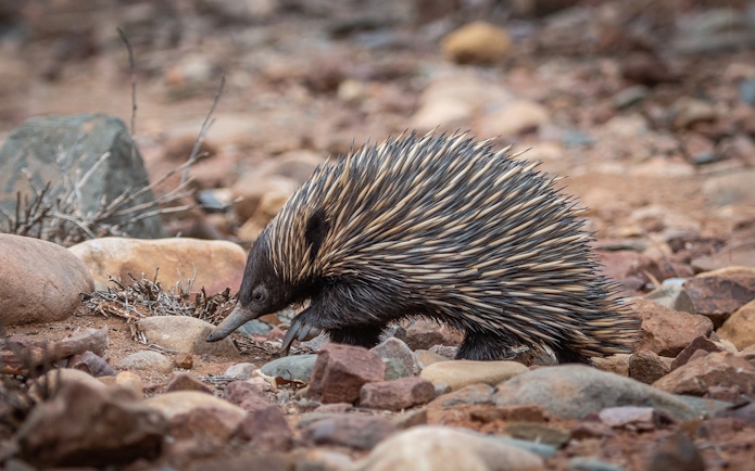 Echidna walking on rocky terrain at Phillip Island Nature Parks.