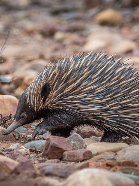 Echidna walking on rocky terrain at Phillip Island Nature Parks.