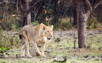 da zanzibar: safari in aereo al parco nazionale di mikumi-3