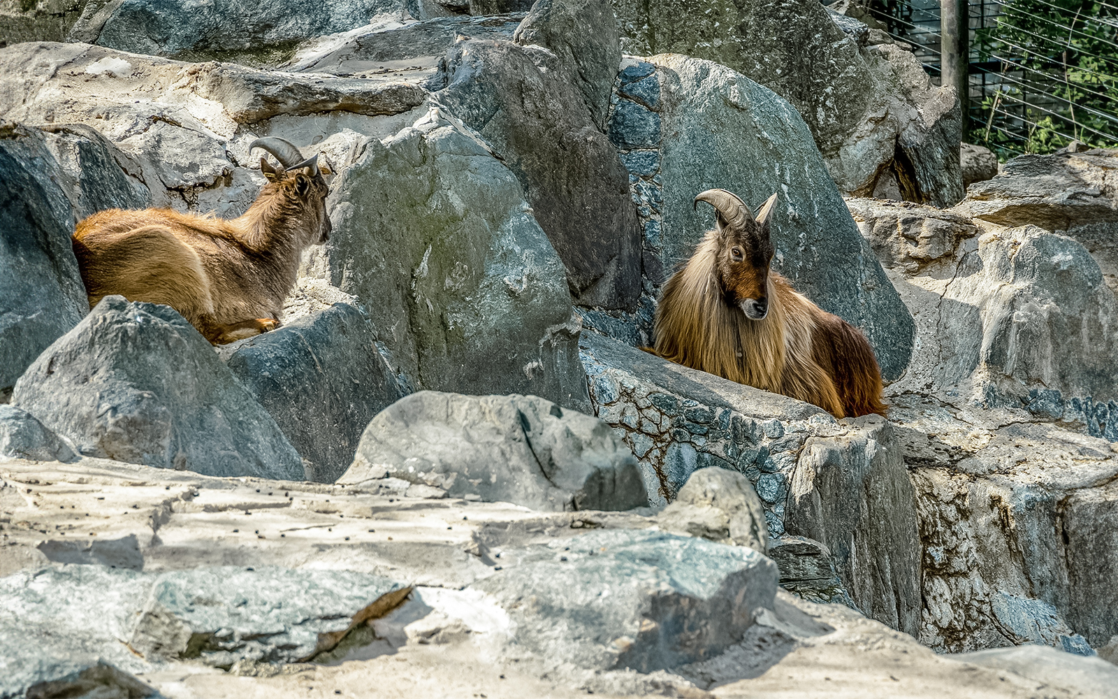 Children’s Farm Zoo