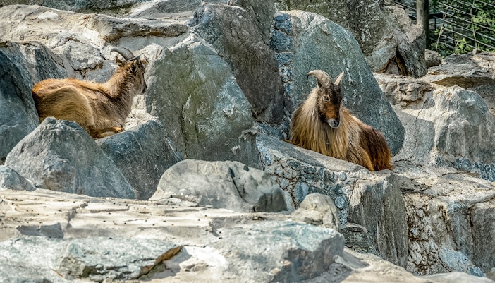 Children’s Farm Zoo