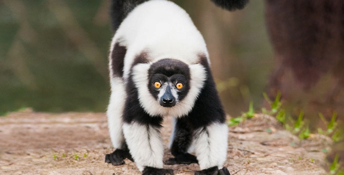 Билеты в парк дикой природы Mogo