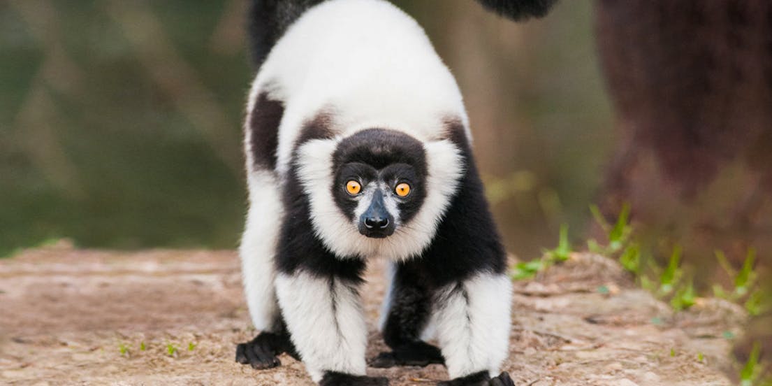 Entradas Mogo Wildlife Park