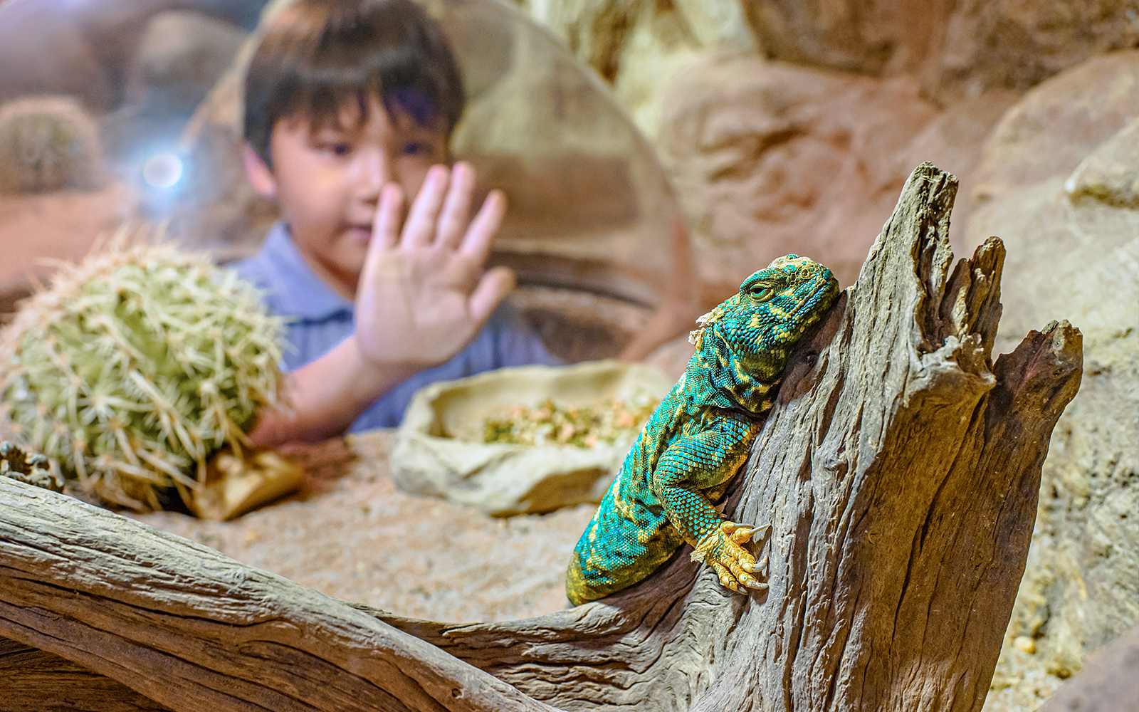Guest observing a lizard at RepTopia, Singapore Zoo.